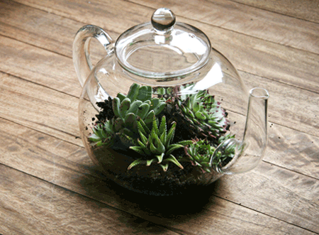 Teapot terrarium idea